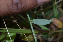 Crotalaria triquetra